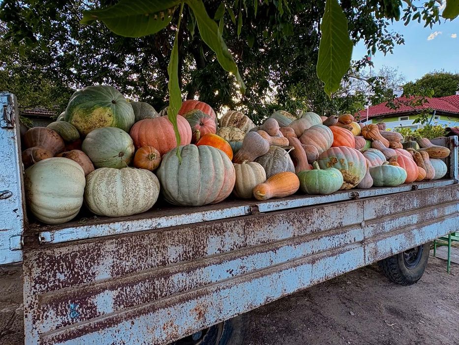 Продаваме различни видове тикви
