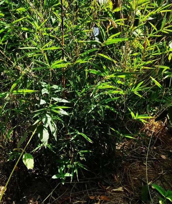 Саженцы куст бамбука 150 тыс