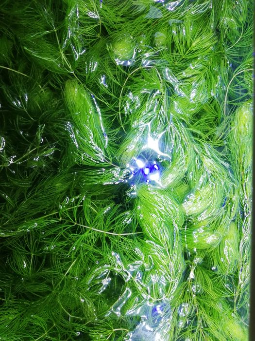 Растение Роголистник