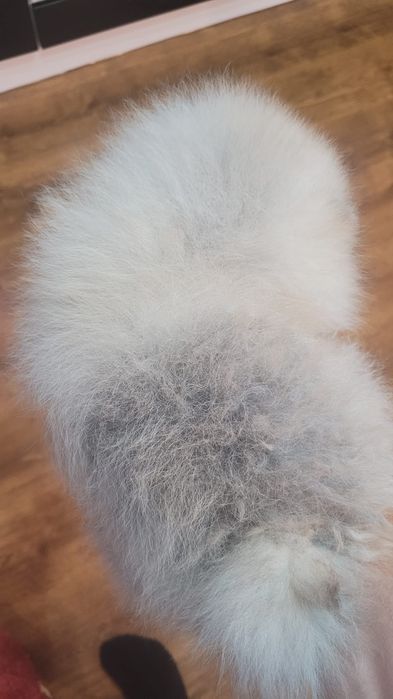 Pomeranian băiețel pufos