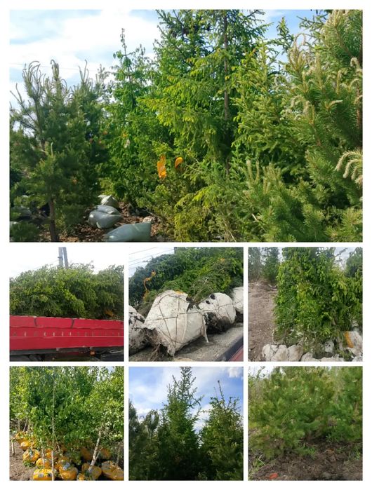 Продам зелёные ЕЛИ и МНОГОЕ ДРУГОЕ