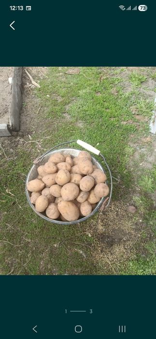 Картофель продам