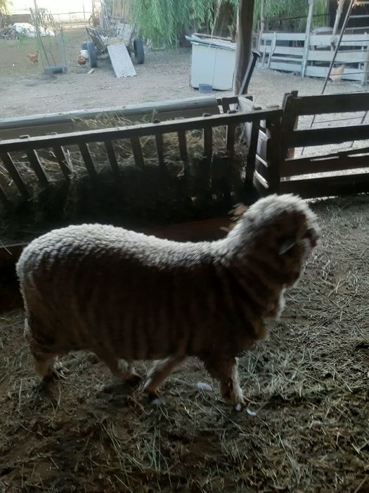 Berbecuț și cârlană de prăsilă