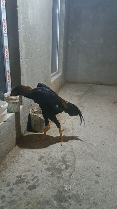 Бойцовый петухи дакан