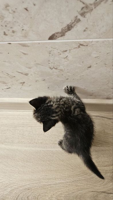 Отдаются котята в добрые руки