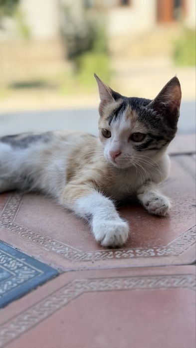Котенок в добрые руки