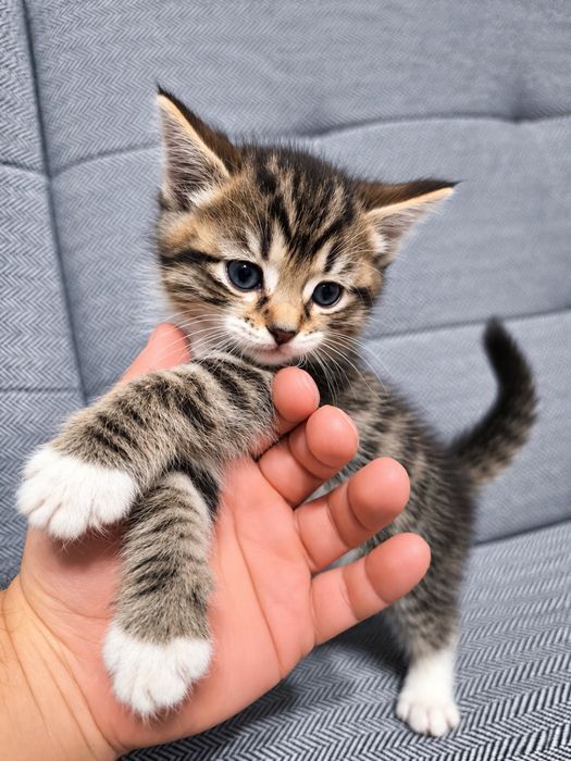 Отдам котят бесплатно