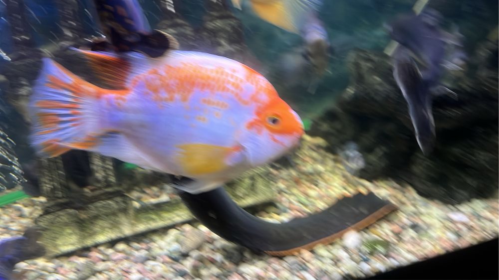 Цихлиды, Америка