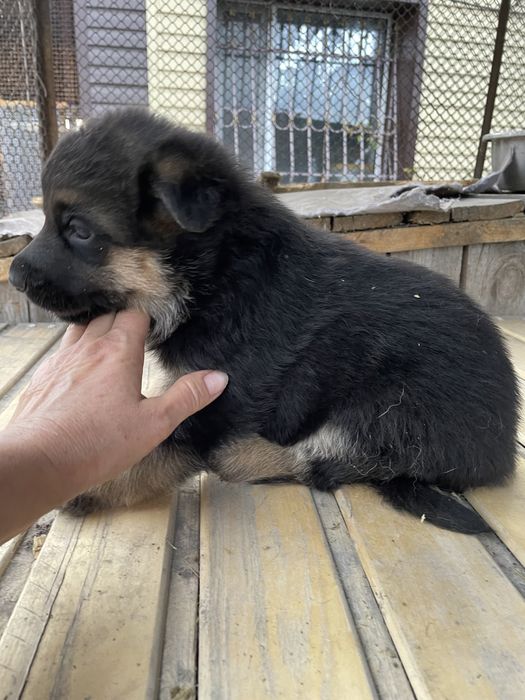 Щенки немецкой овчарки