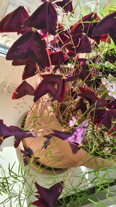 Комнатные цветы в  горшочках