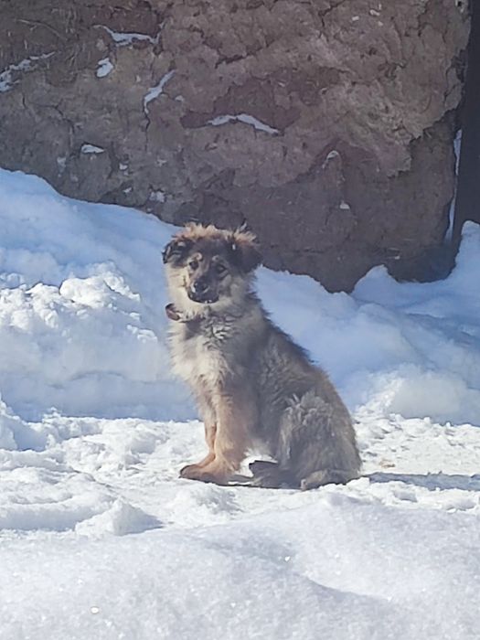 Отдам даром  кутенка