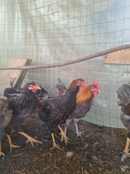 Cocosi  wyandotte  Marans  Araucana Crem legbar