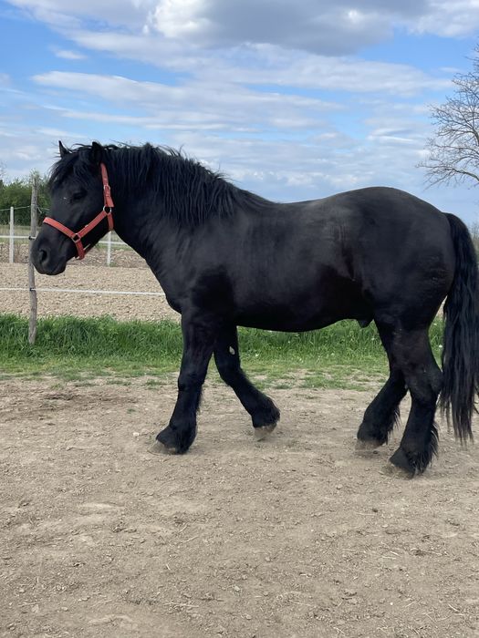Manz negru de vanzare