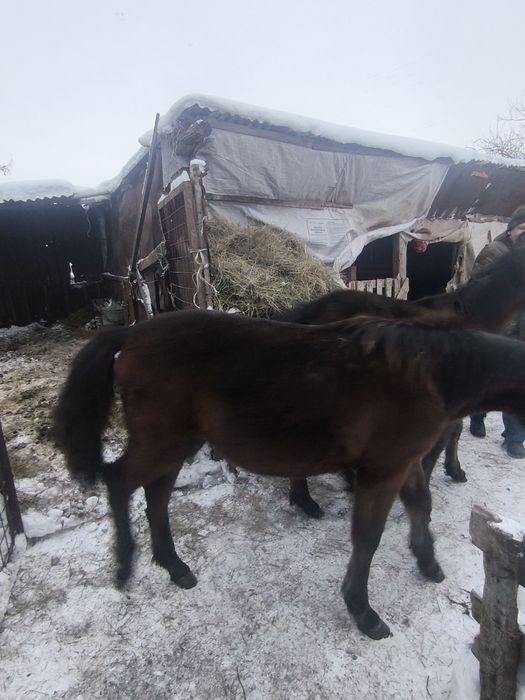 Продаються жеребята байтал