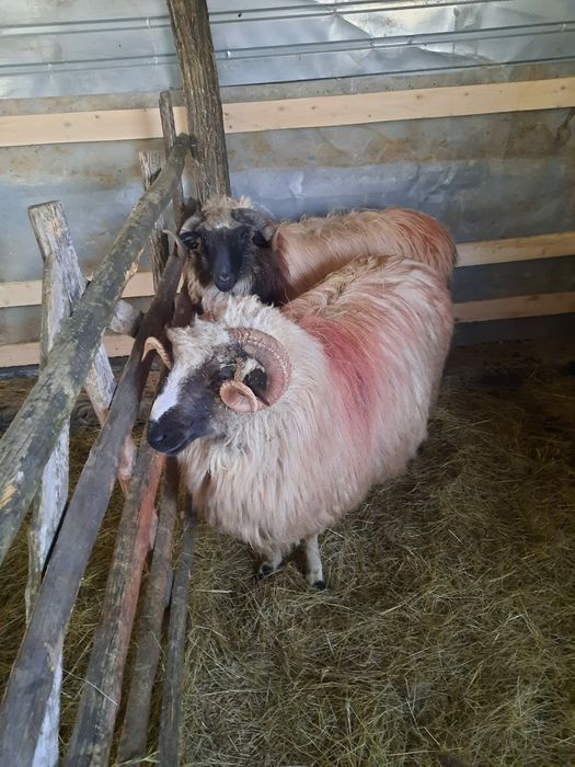 2 berbeci de vânzare