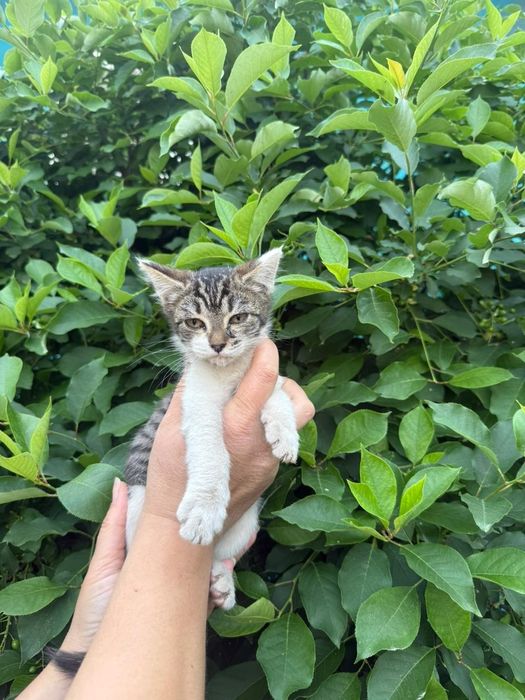 Отдадим котят бесплатно