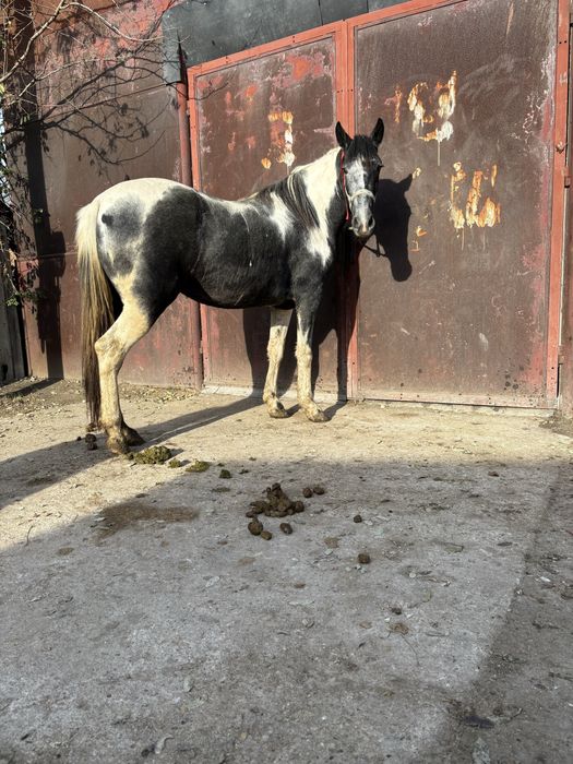 Vând mânza de 2, ani jumate