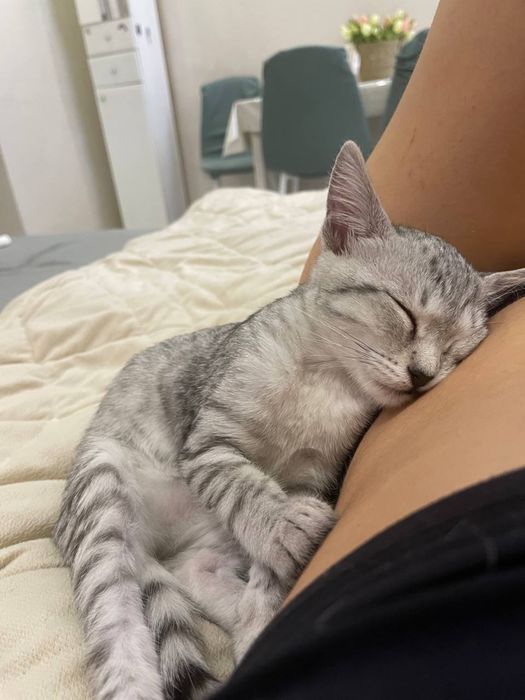 Отдам котят в хорошие руки