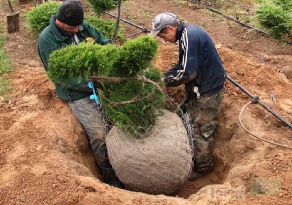 Посадка-пересадка  деревьев