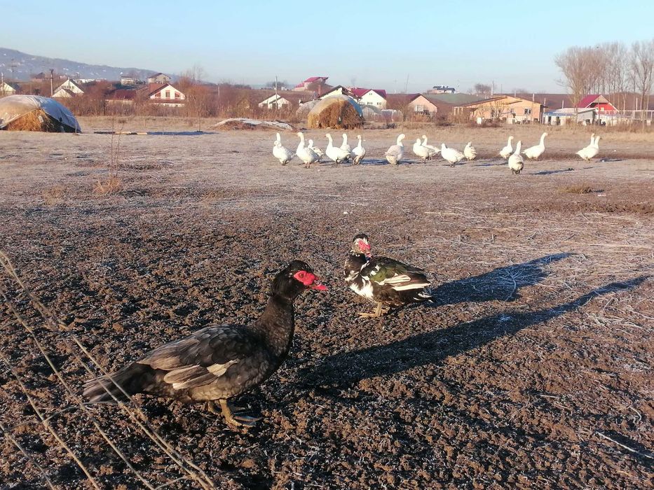 Rațe, diferite feluri, gâște, bibilici de vânzare. Iași