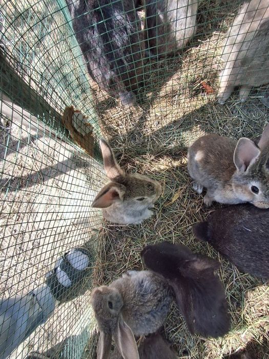 Куйонлар сотилади 200 мингдан