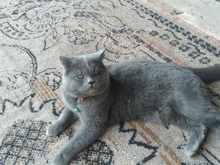 Sotiladi!Zotdor Mushuk