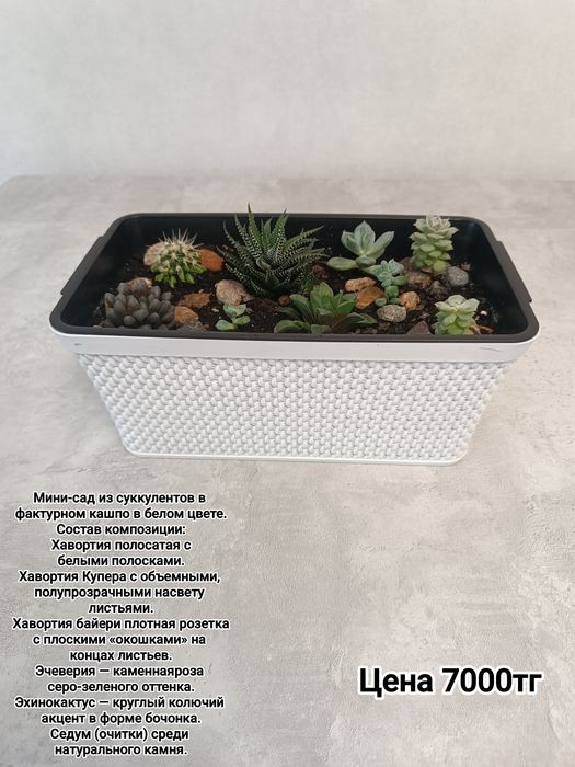 Комнатные цветы суккуленты