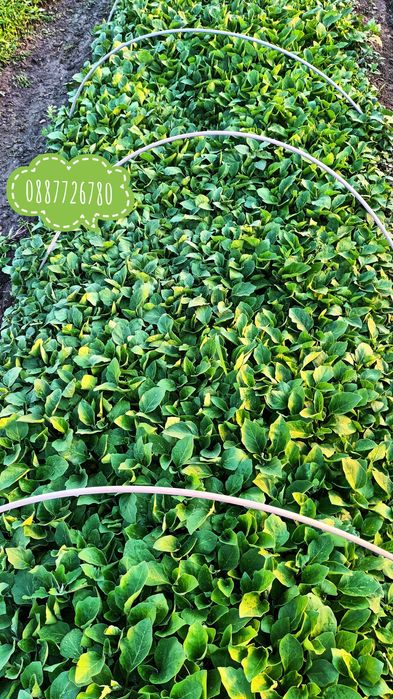 Готов разсад ранни домати краставици ягоди