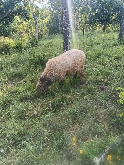 Berbec , vârstă 1 an jumate
