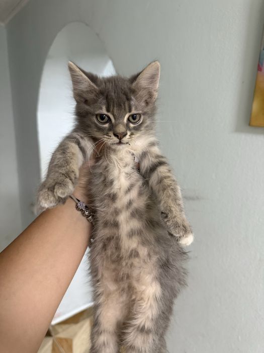 Pisici de adoptie, bucuresti