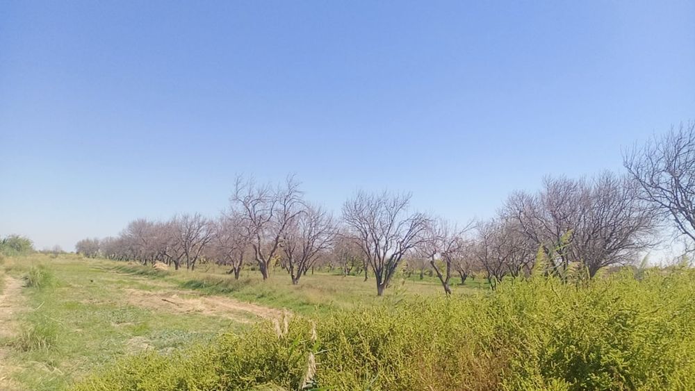 Куриган дарахтлар утин