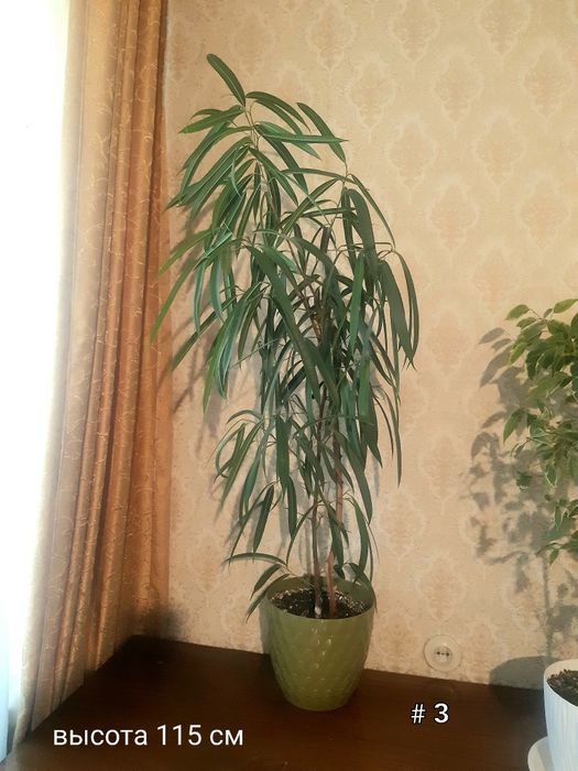 Фикусы разные. Распродажа