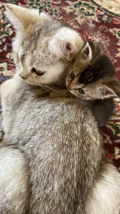 Сатилади 150$ галишамиз