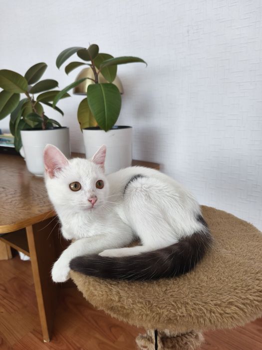 Отдам в добрые руки котёнка