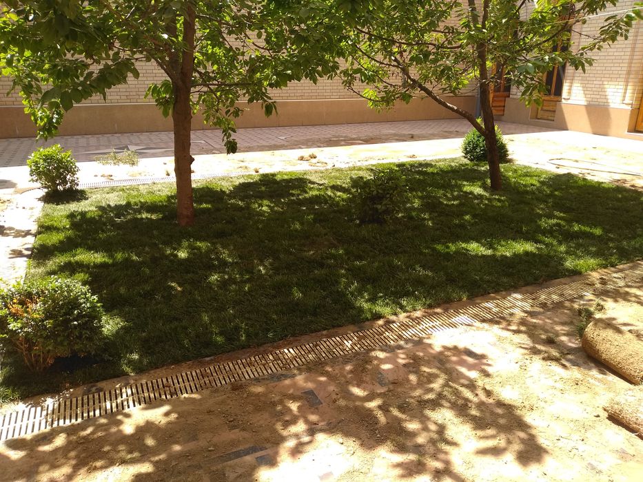 Gazon ekamiz, tayyor rulonli gazonimiz ham bor