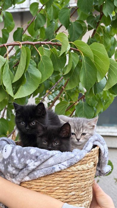 Котята ищут дом, в дар
