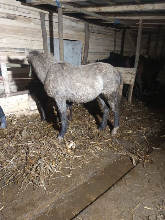 Vând mânză semigreu romanesc de 7 luni