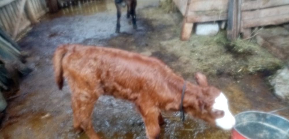 Vitel de pus la vaca