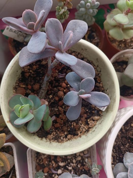 Продам редкие суккуленты!