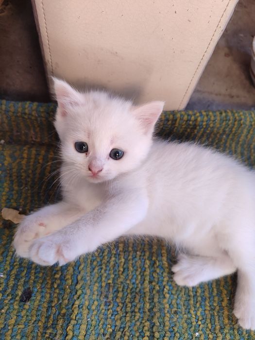 Отдам котят в добрые руки