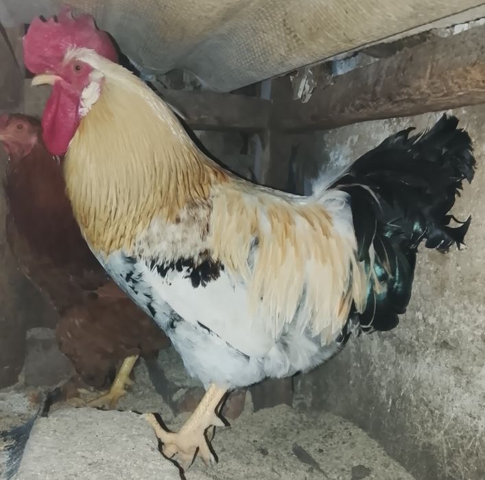 Петухи домашние.