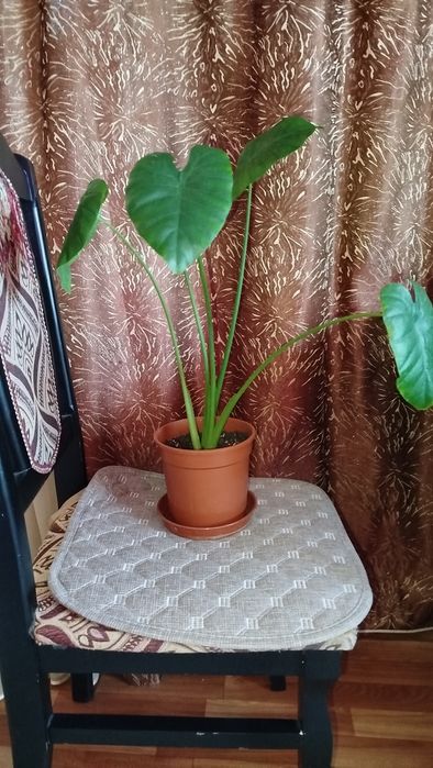 Алоказии, продам