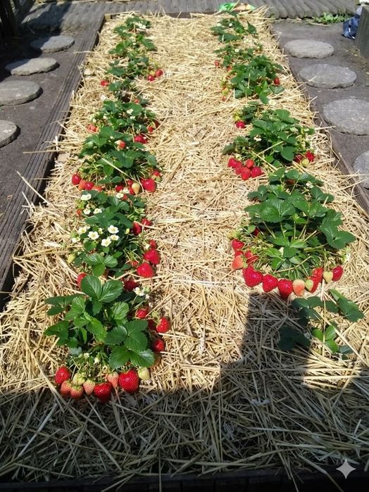 Разсад Ягоди и малини