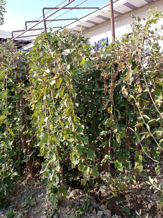 Soyaabon tut koʻchati