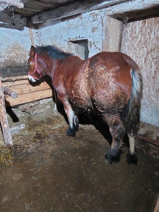 Vând mânz de 5 luni