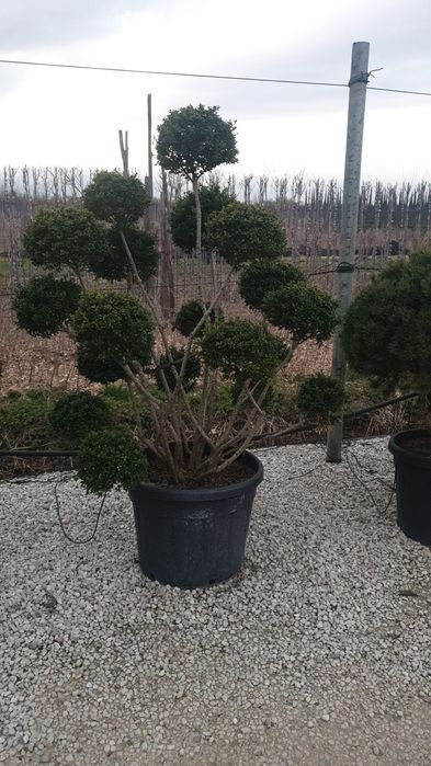 Bonsai din diferite specii de plante