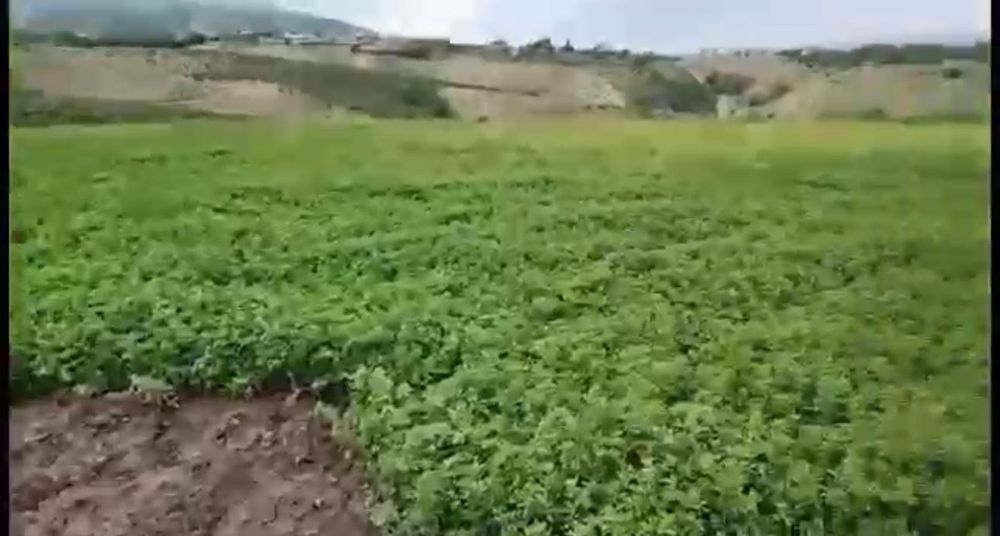 Семена люцерны,Семиречье,Джеа