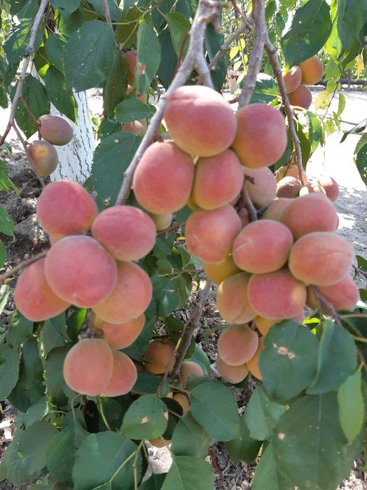 продам дачу, первая береговая линия