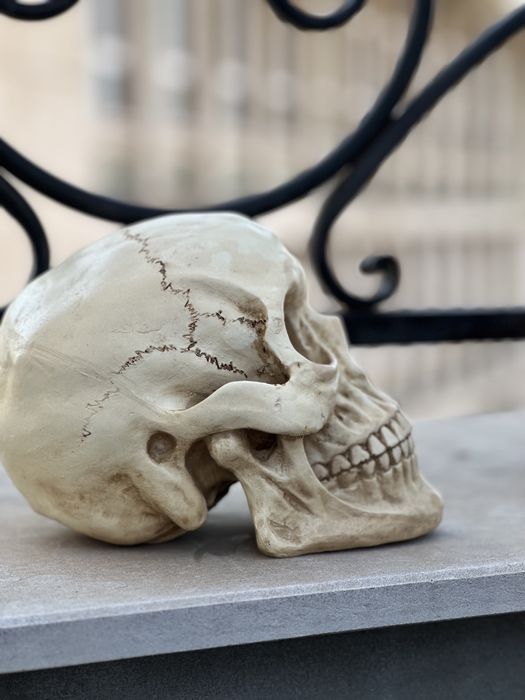 Череп глава