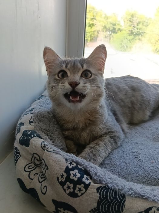 Котик подросток 5месяцев